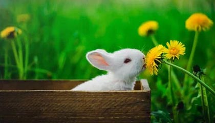 鲍威尔引爆大行情后,亚洲市场股票和货币将如何走?分析师最新评论来了