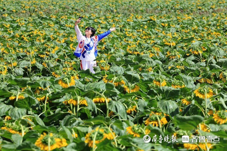 大河壮阔亮丽北疆|五原向日葵：黄金纬度带上的“金色名片”