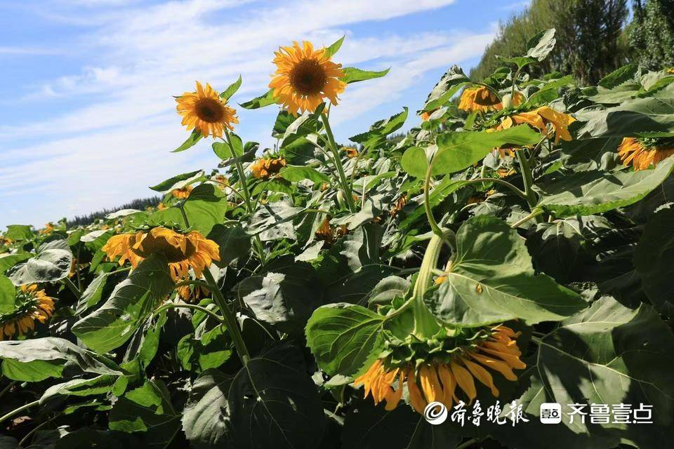 大河壮阔亮丽北疆|五原向日葵:黄金纬度带上的“金色名片”