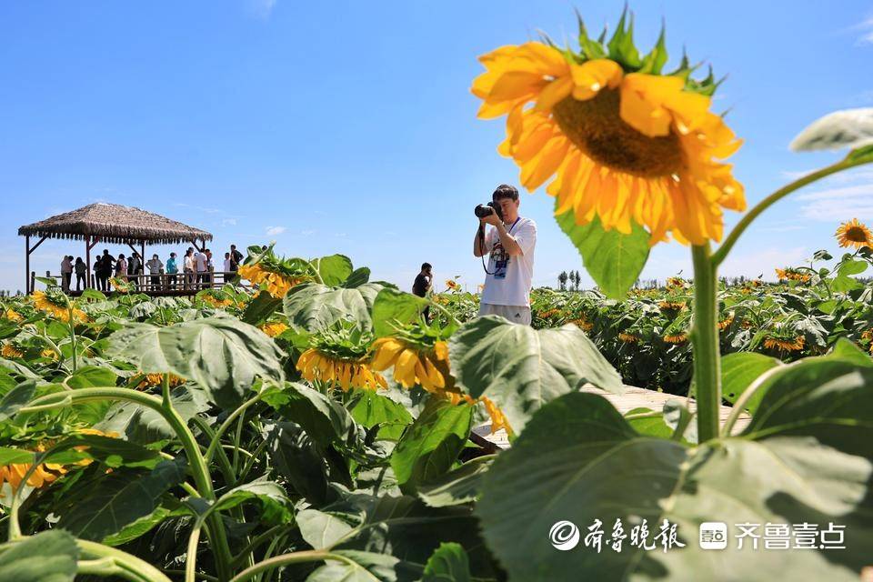 大河壮阔亮丽北疆|五原向日葵:黄金纬度带上的“金色名片”