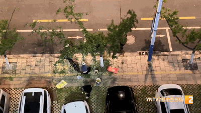 路边“黄金果”别乱摘！绿化部门紧急提醒：有毒！