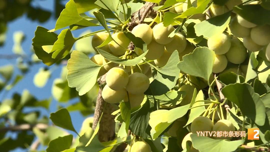 路边“黄金果”别乱摘!绿化部门紧急提醒:有毒!