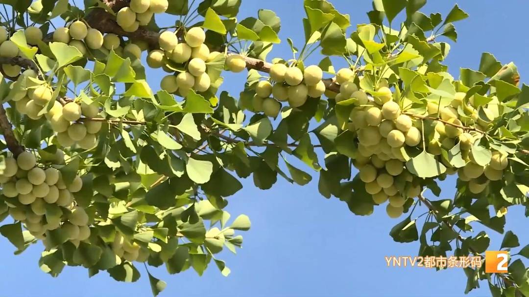 路边“黄金果”别乱摘!绿化部门紧急提醒:有毒!