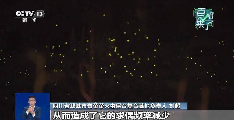 网传萤火虫濒临灭绝,是真的吗?