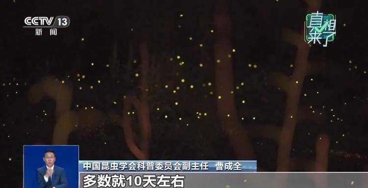 网传萤火虫濒临灭绝,是真的吗?