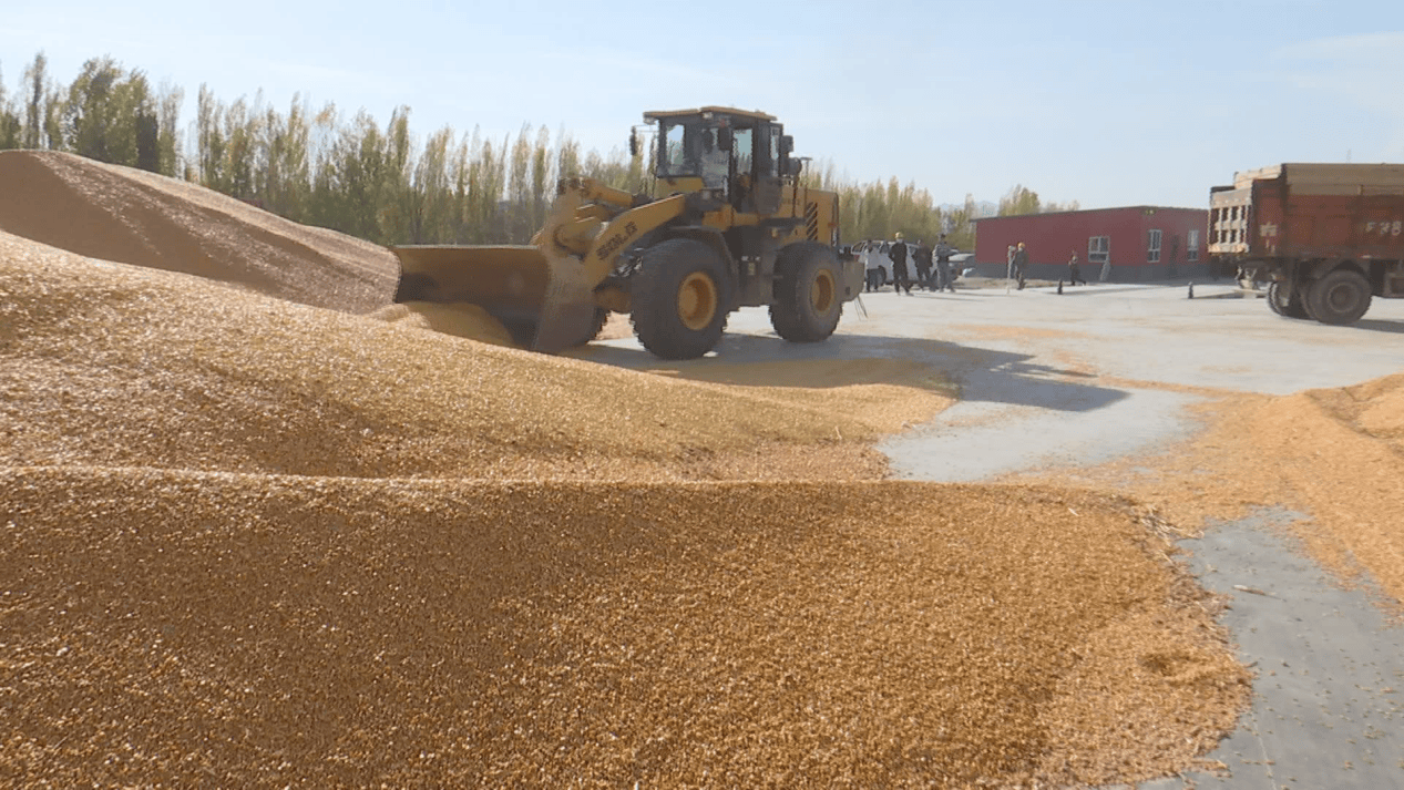 中石油援建玉米烘干厂 为乡村振兴注入“石油动能”