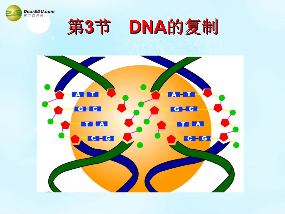 dna中币(DNA中C是什么)